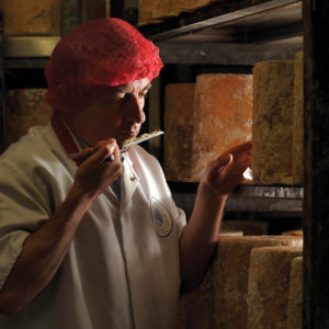 A Cheese professional grading cheese