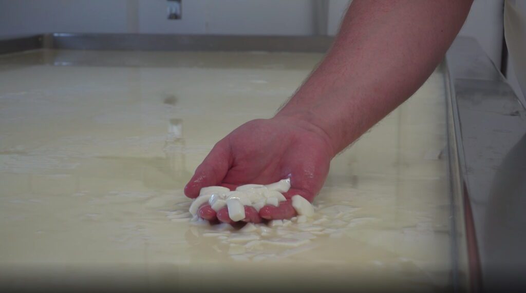 splitting the curds and whey - making cheese