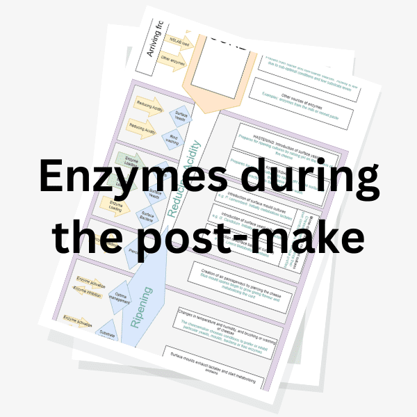 Enzymes during Postmake Academy Of Cheese