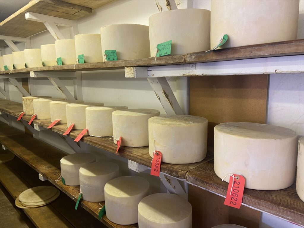 cheese maturing on shelves