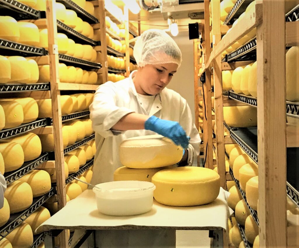 preparing cheese for maturation