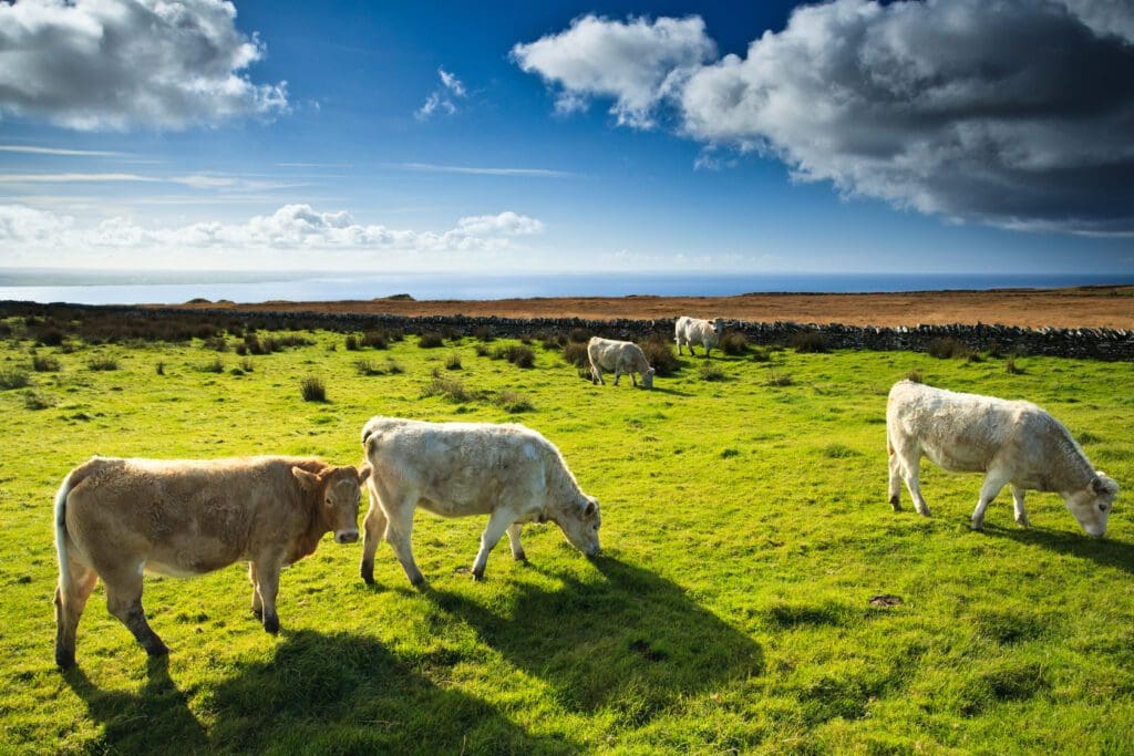 Northern Ireland cheese, image of cows 