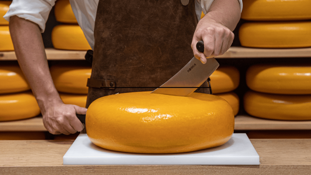 Cheesemonger cutting gouda with a double handled dutch rocker knife
