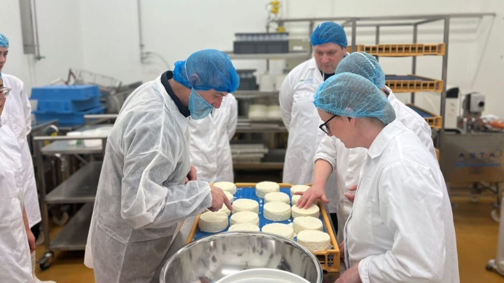 Cheese students in a cheesemaking room assessing newly made soft camembert cheeses