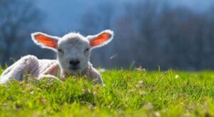 Lamb lying down in a field on a sunny day