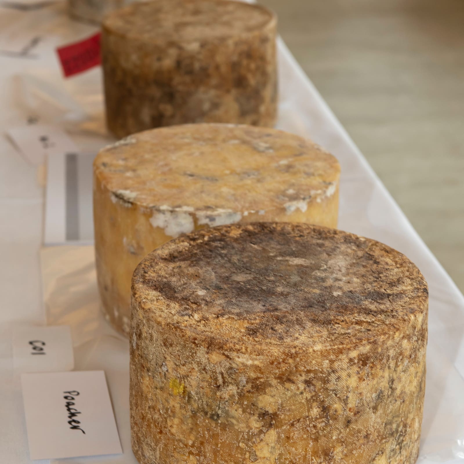 matured cheeses ready for judging